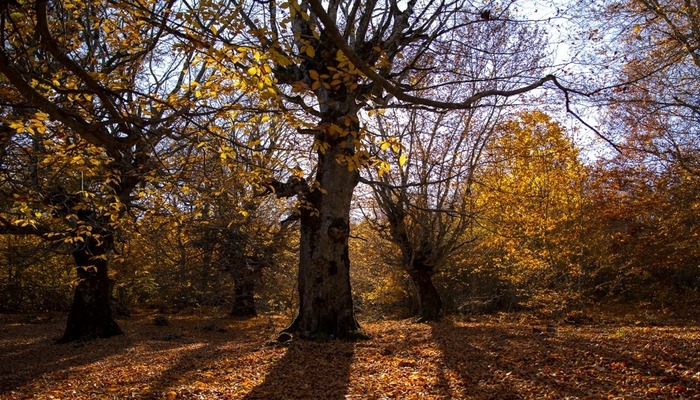 نمایی پاییزی از جنگل دالخانی
